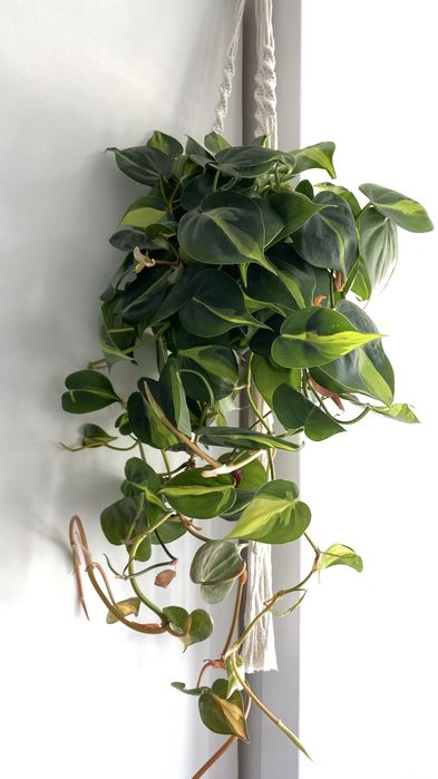 Филодендрон бразил