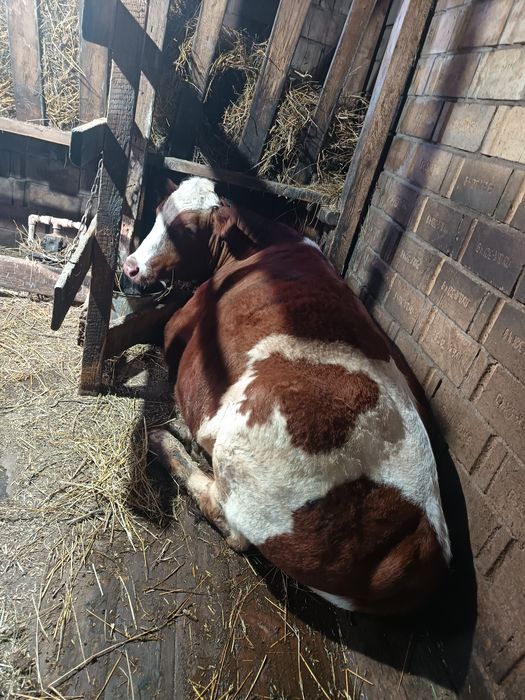 Продаю бычка жирного 4000