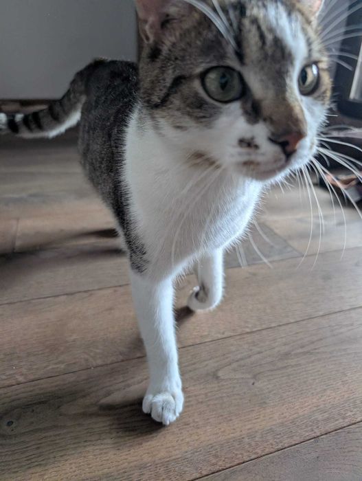 Adoptie pisoi Benito