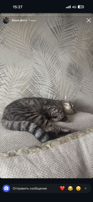 Найденыш котик в любищие руки