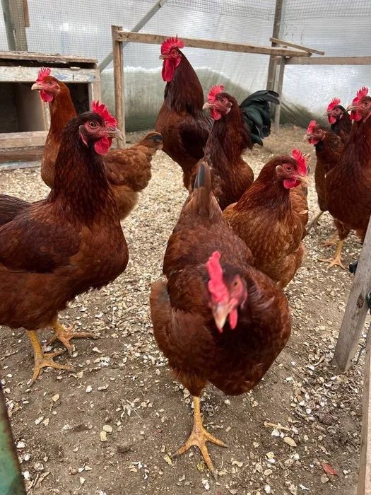 Ханхяп жўжалари сотилади xan xyap хан хяп корея