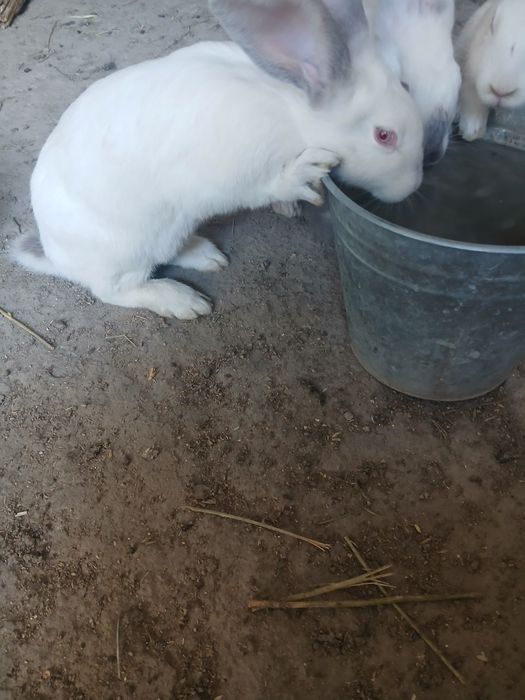 Filendir quyon200ming