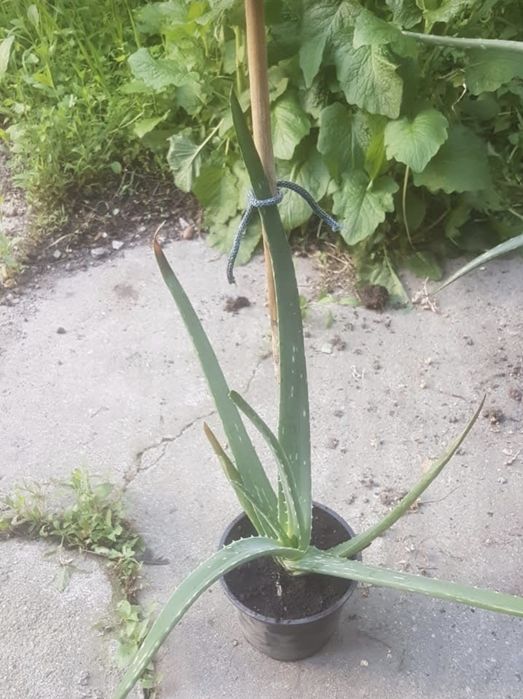 Продам алоэ вера