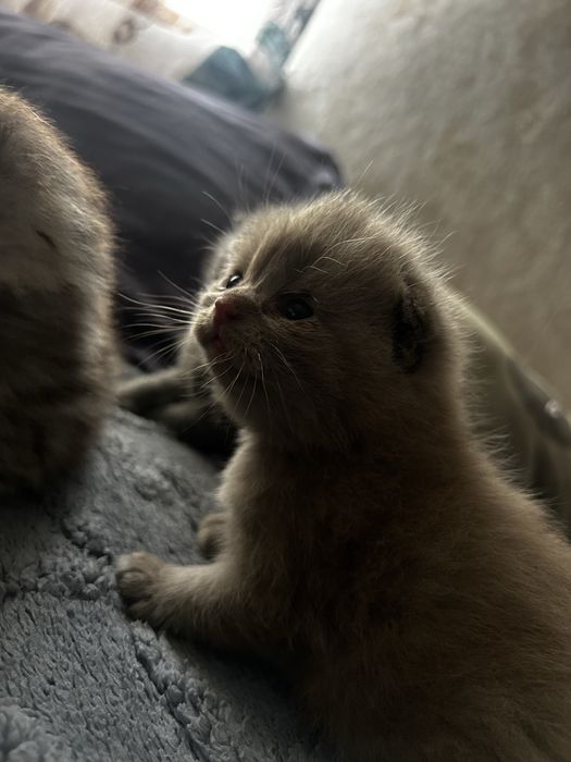 Продам породистых котят