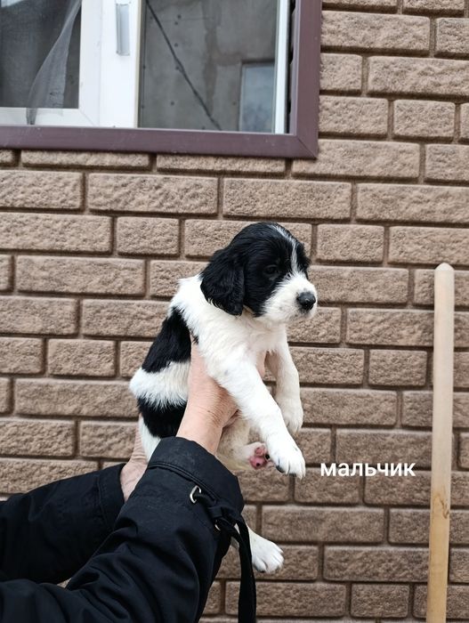 Русский спаниэль щенки