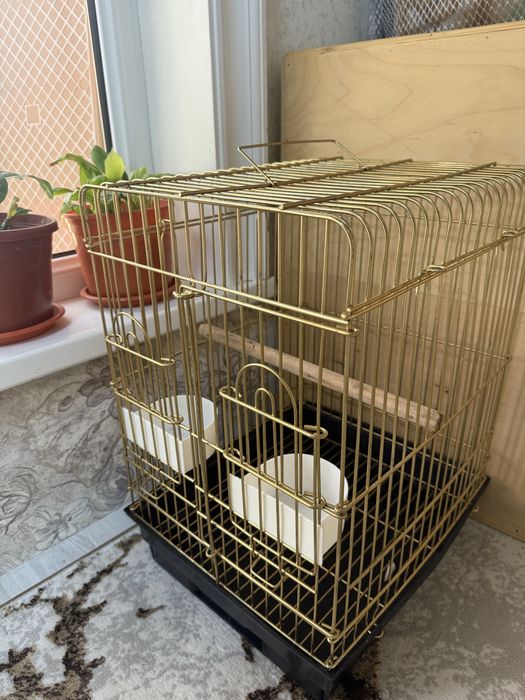 Қафас холати ало