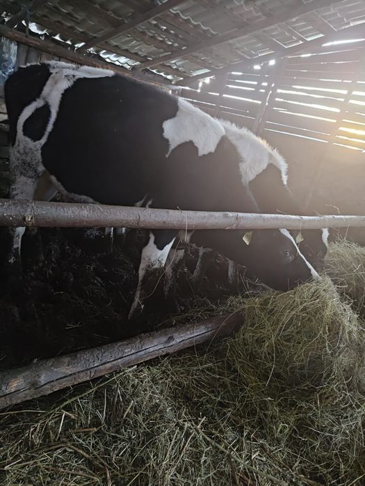 Vand juninci holstein