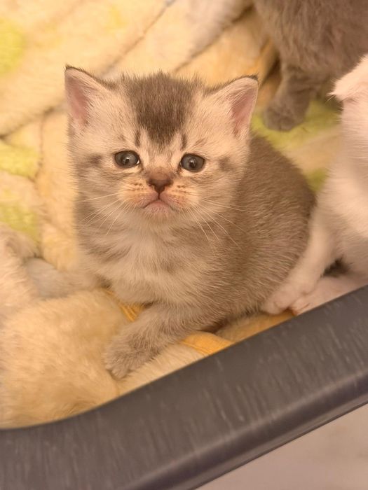 Британски късокосместа и шотландски клепоухи