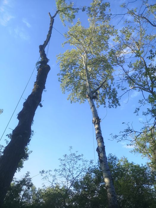 Tăiat copaci, doborâre, toaletare copaci, lucrări înălțime, tăiere cop