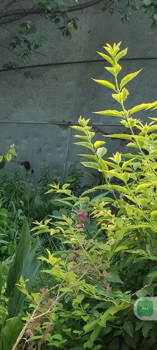 Растения для сада