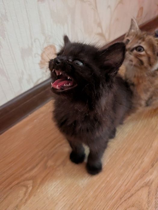 Котята, отдам в добрые руки