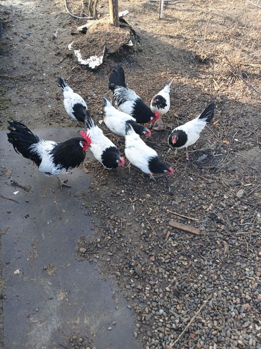 Ouă incubație Lakenfelder