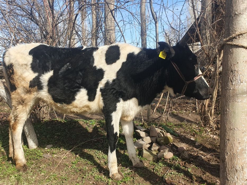 Гунажинлар 3 бош сотилади