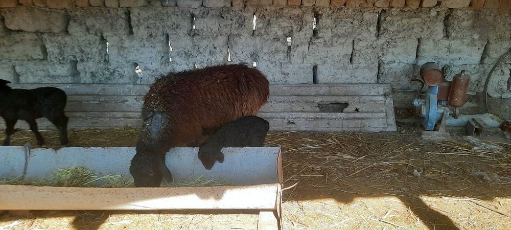 Уш козылы кой бар сатылатын