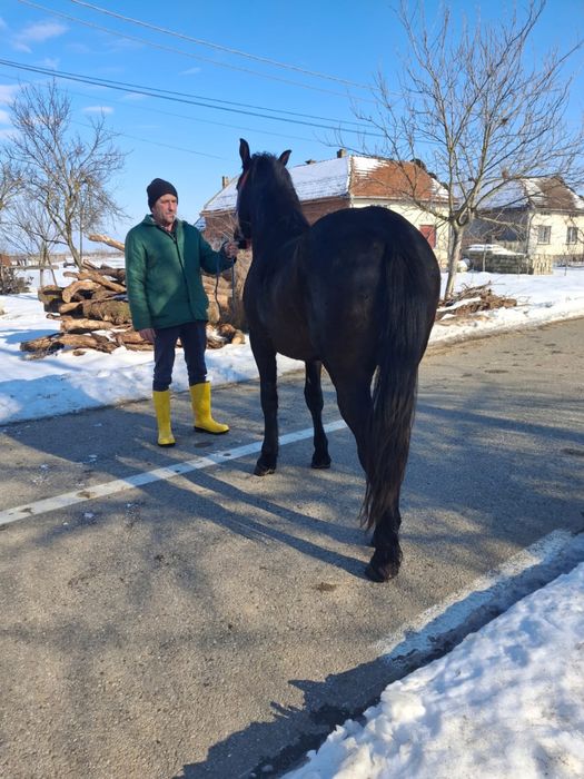 Vând mânz in vârstă de un an