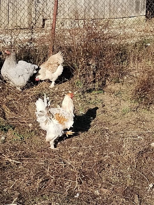 Vând cocoși metiș