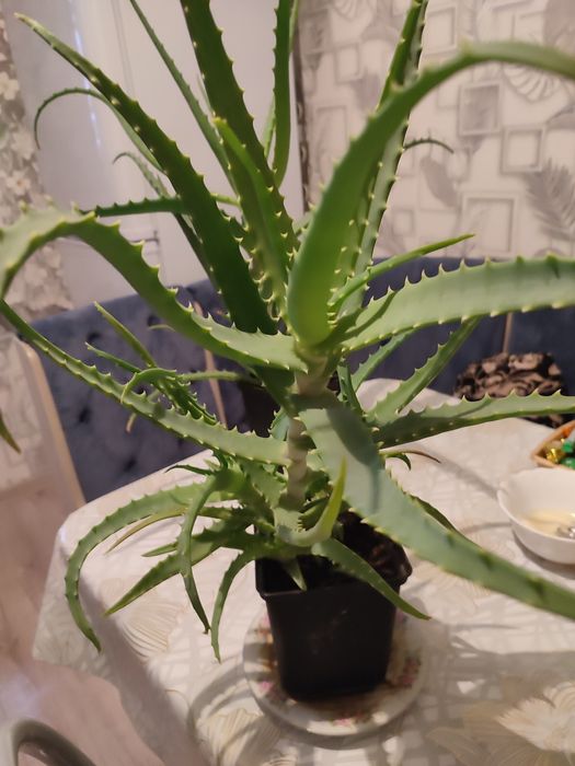 Продамлечебныйалоэ