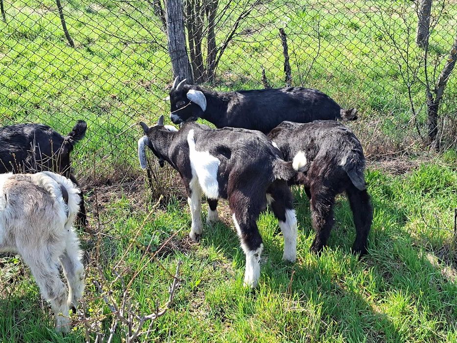 Vând iezi din rasele Anglonubian și Alpin Francez