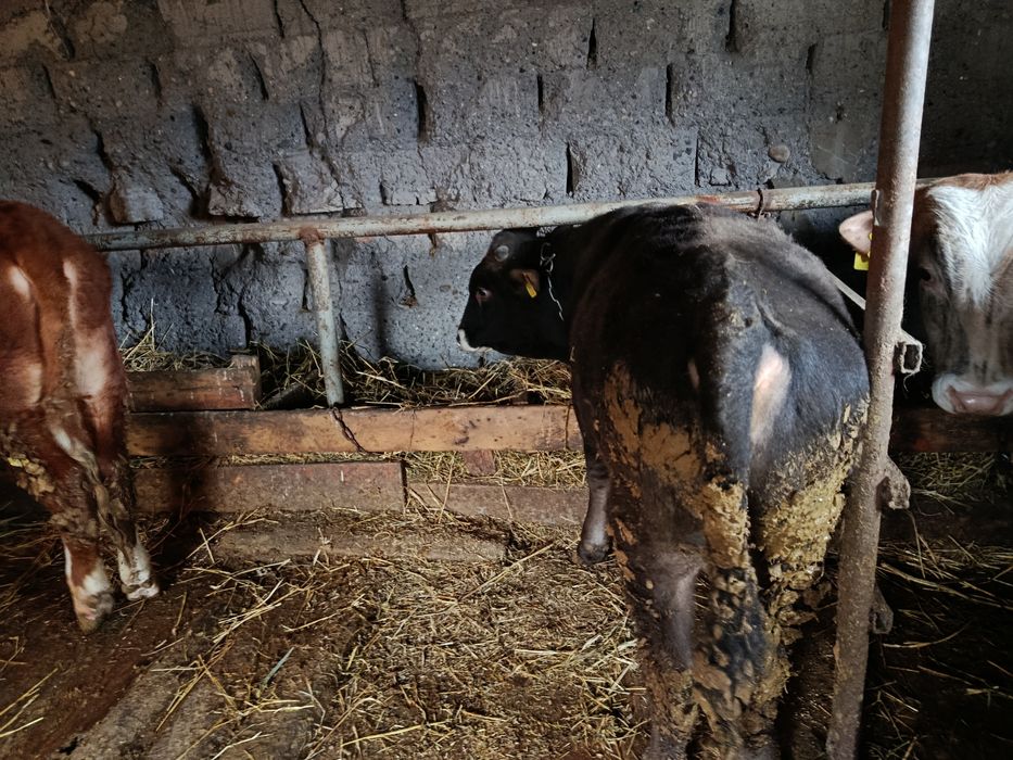 Продам бычка 450000