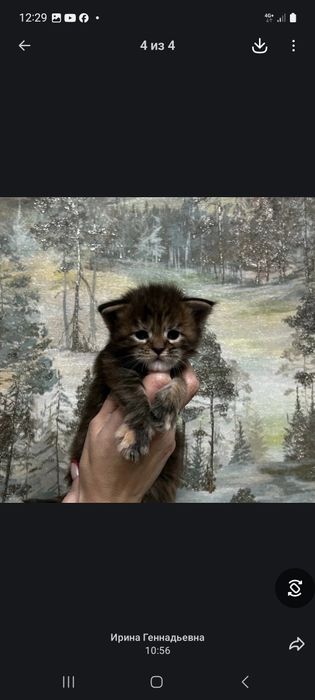 Мэйн кун котята 2 мес продам