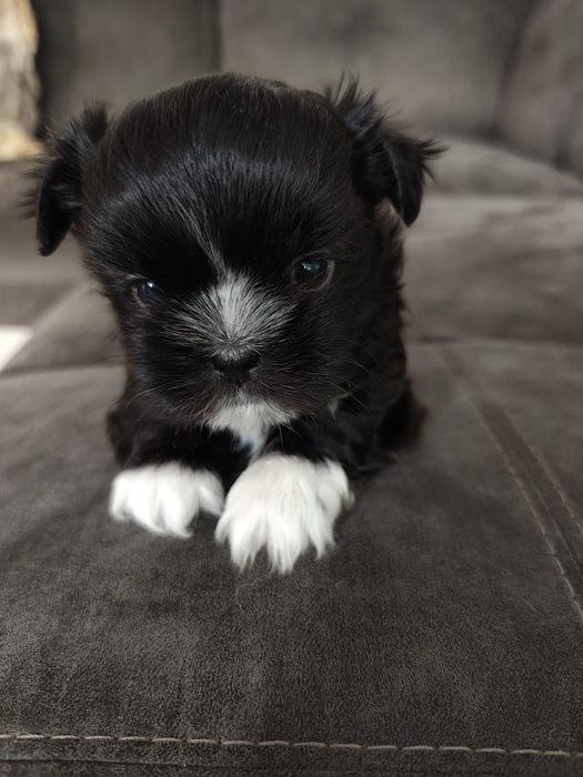 Vând cățel Shih Tzu