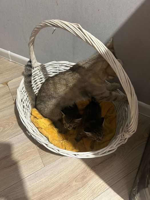 Срочно отдам котят