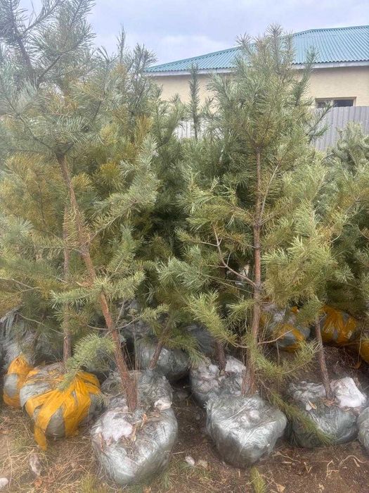 продается сосна от 1 метра до 3-х метров