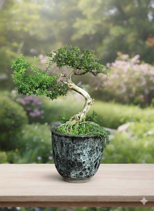 Живые деревья бонсай +40 лет, +30 см