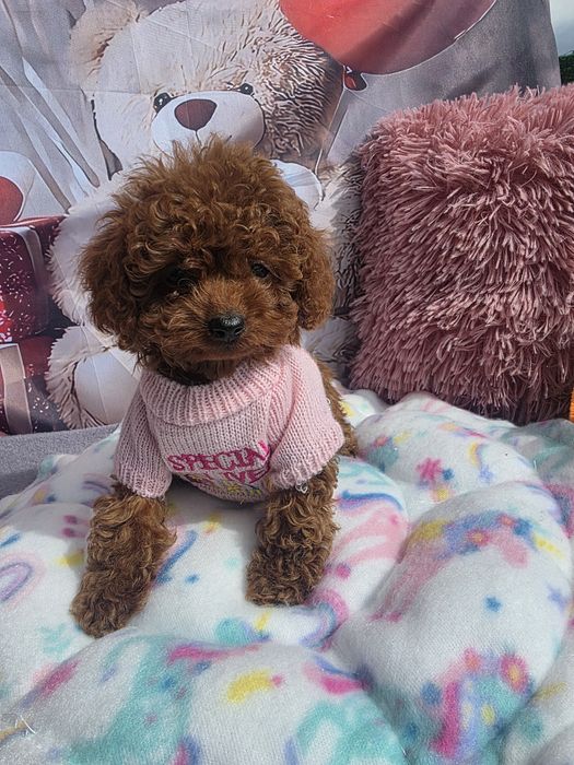 Пудел tea cup момиче с родословие