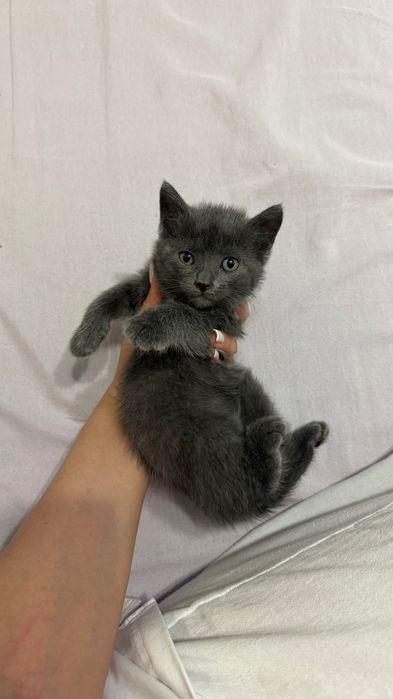 Маленькие котята
