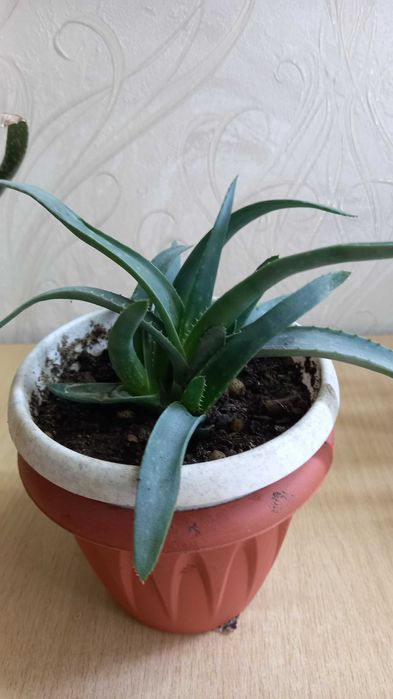 Алоэ продам цветы