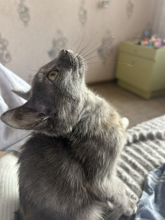 Отдам котенка в добрые руки