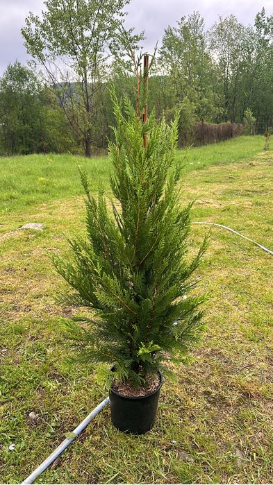 Amenajari gradini / Plante gard viu