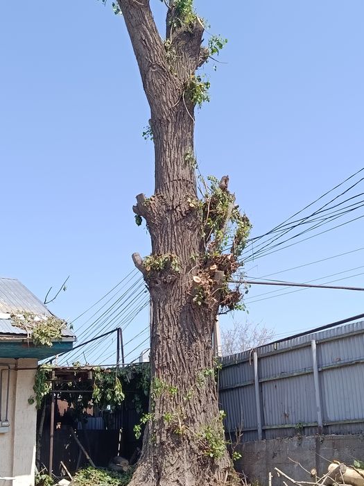 Пилим деревья,обрезка,санитарка