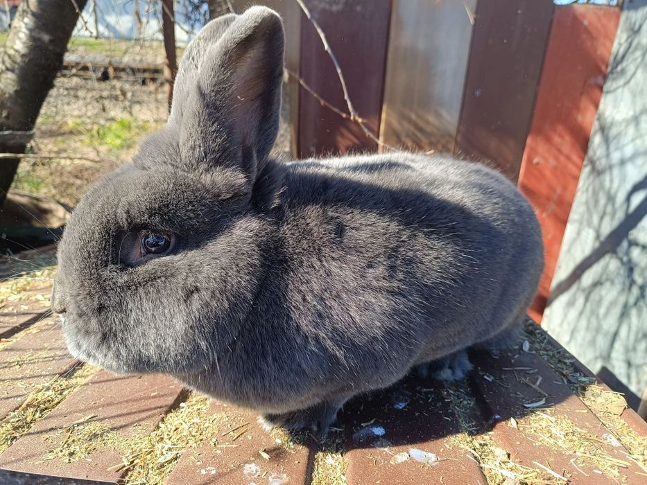 Vienez Albastru mascul