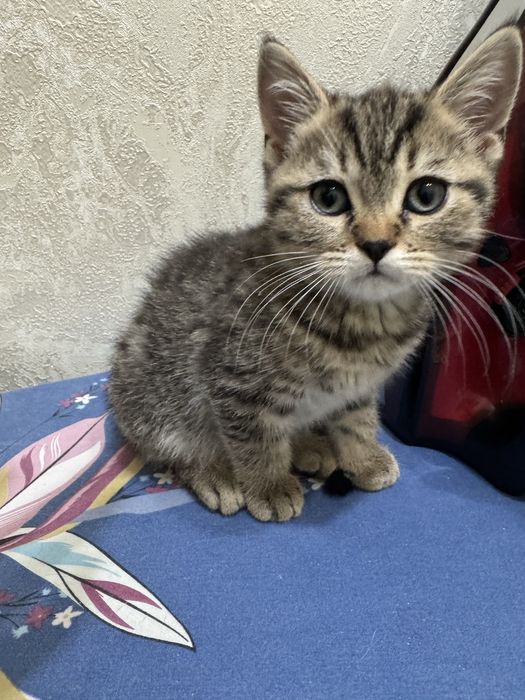 Срочно продается котенок