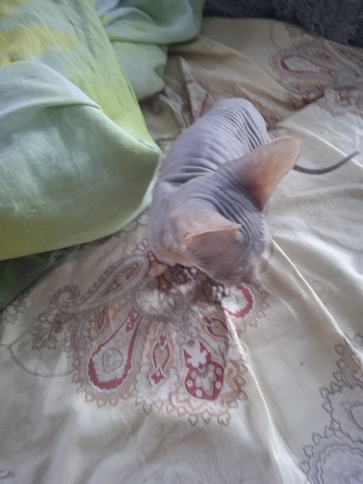 продам кошечку сфинкс