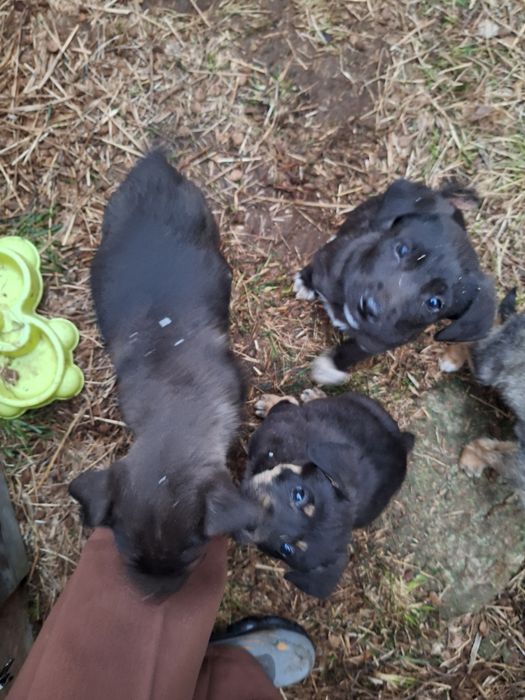 Catelusi pentru adoptie