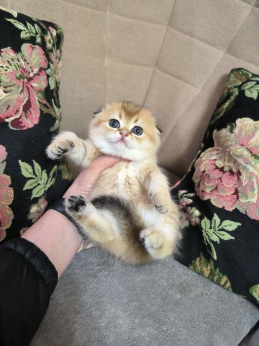 Котята от правильной вязки