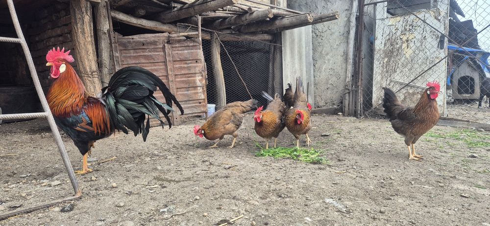 Oua de incubat-italiana