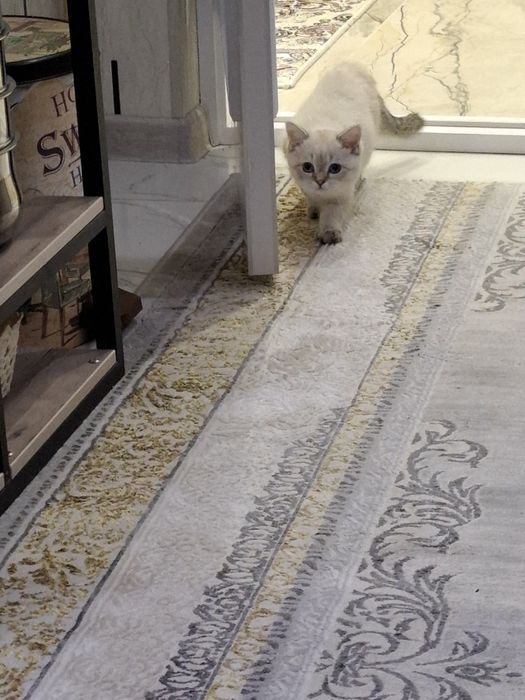 Продам британский скоттиш страйт