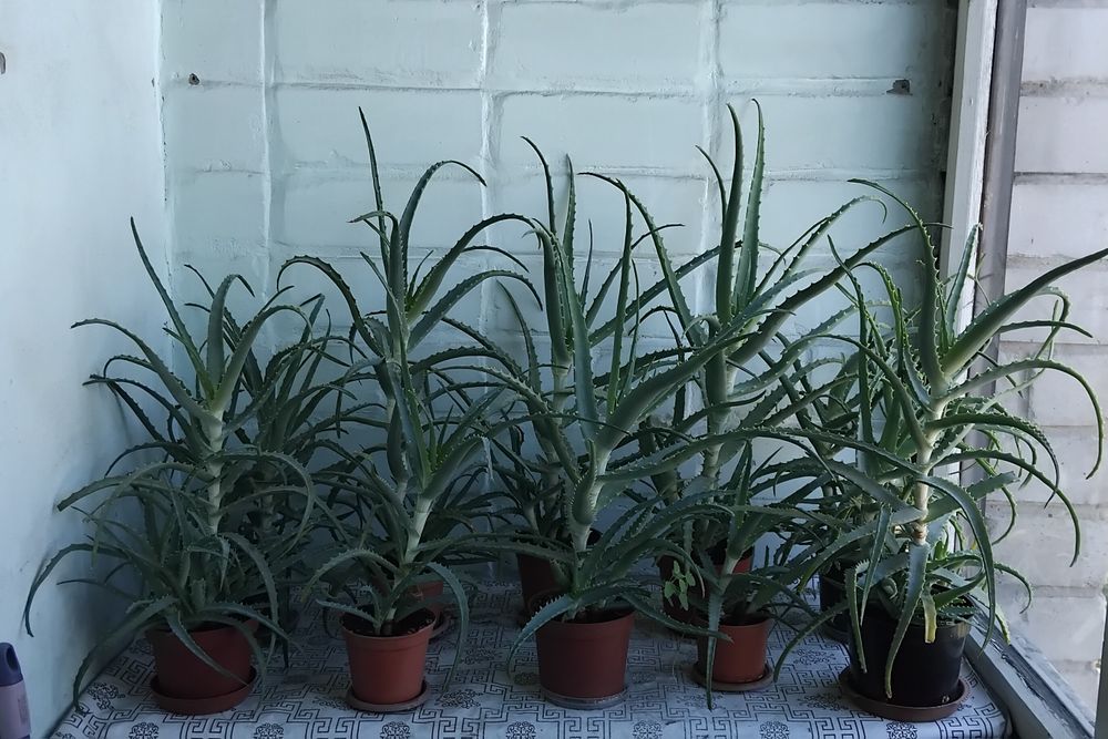 Продам Алое лечебное по 2000т - 3000тг Район Бурова
