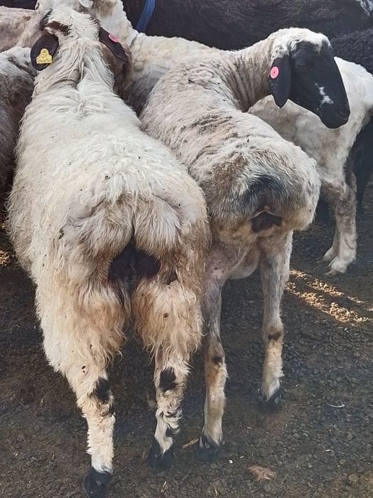 Продам баран курдючной породы