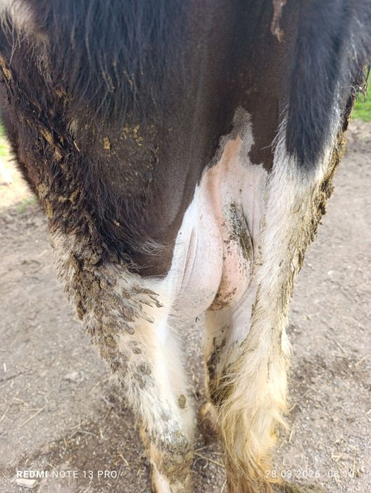 Тез арада бұзаулы сиырлар сатылады