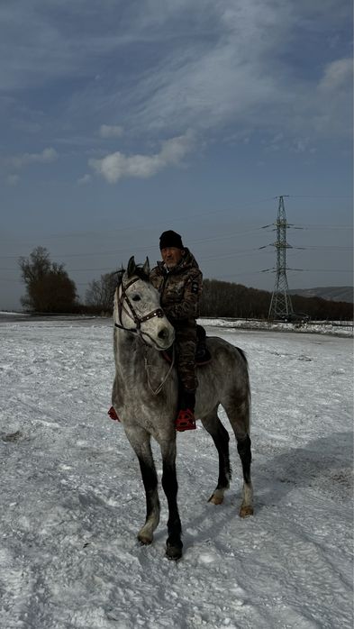 Пішпе ат сатылады