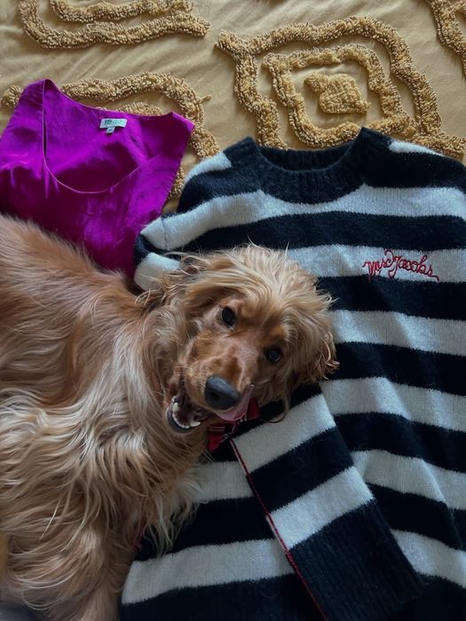 Кокер шпаньол момченце  карамел родословен баща