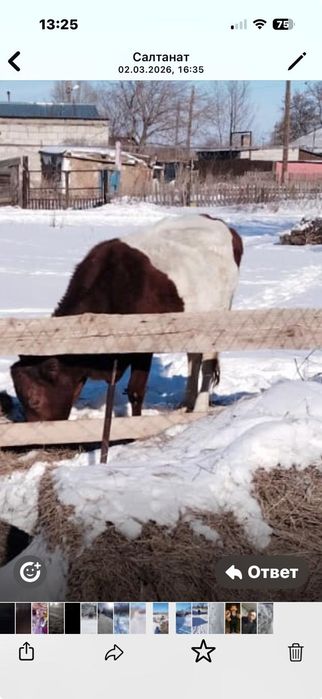 Бука, сиыр, кунажын