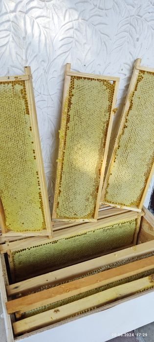 Сдам мед оптом 1400 за 1 кг