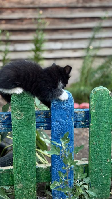 Отдам котят, котята
