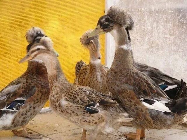 Инкубационное яйцо хохлатая утка под заказ